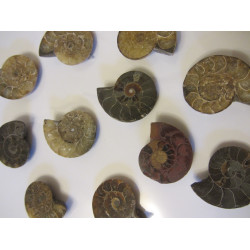 Ammonite Fossils 1-1.5 inch Madagascar